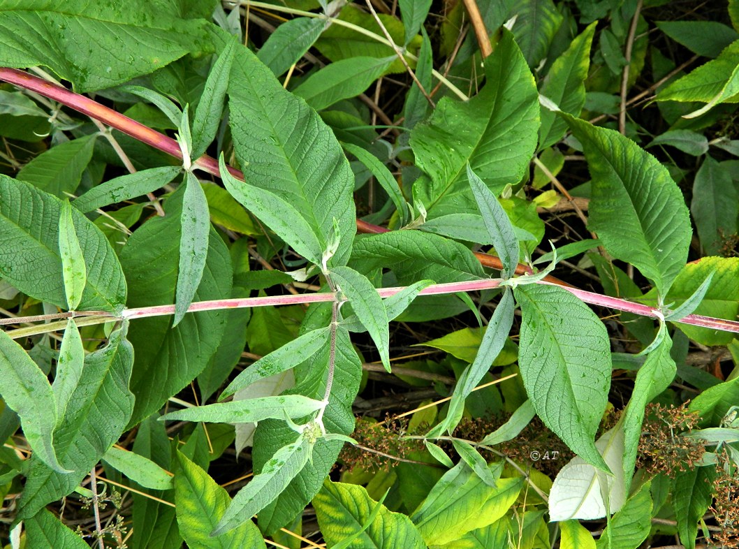 Image of Buddleja davidii specimen.