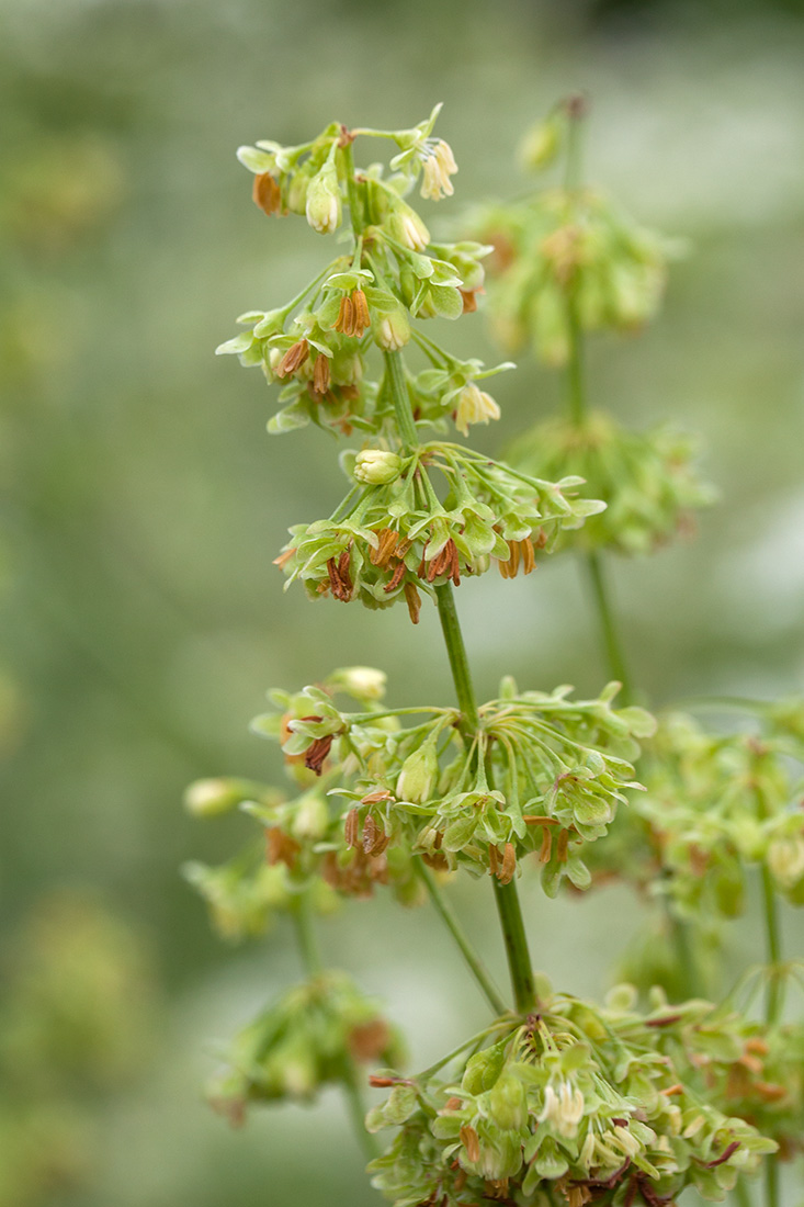 Image of Rumex confertus specimen.