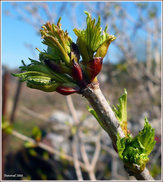 Image of Viburnum opulus specimen.