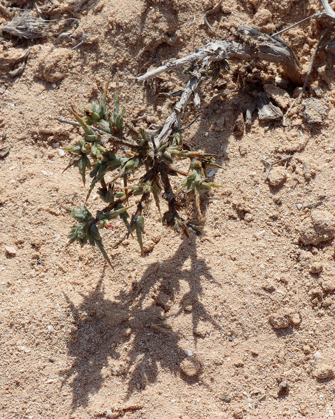 Image of Noaea mucronata specimen.