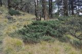 Juniperus