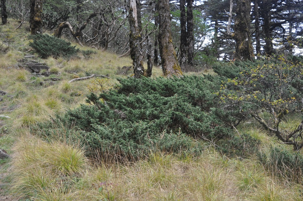 Изображение особи род Juniperus.