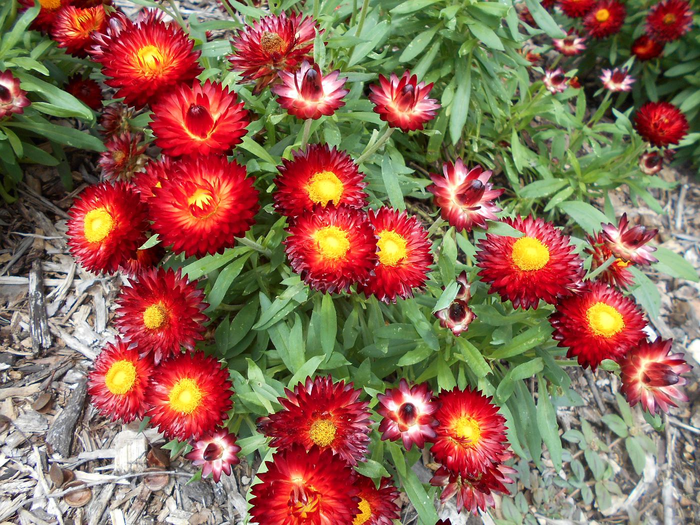 Image of Xerochrysum bracteatum specimen.