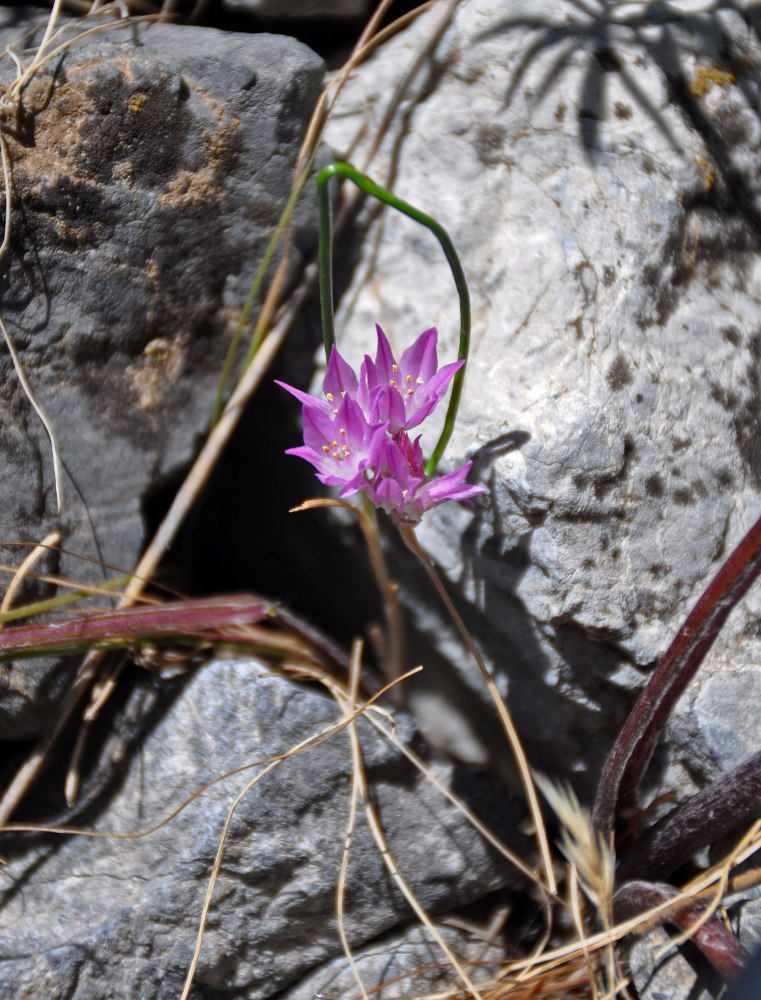 Изображение особи Allium oreophilum.