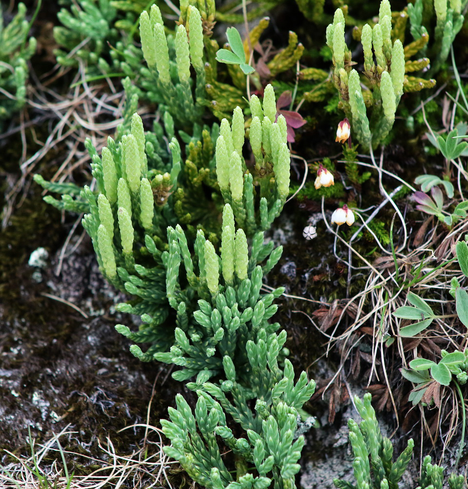 Изображение особи Diphasiastrum alpinum.