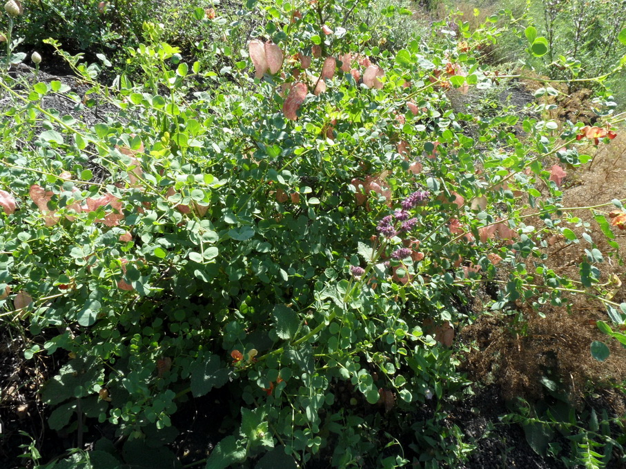 Image of Colutea orientalis specimen.