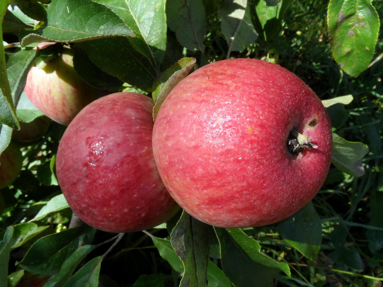 Изображение особи Malus domestica.