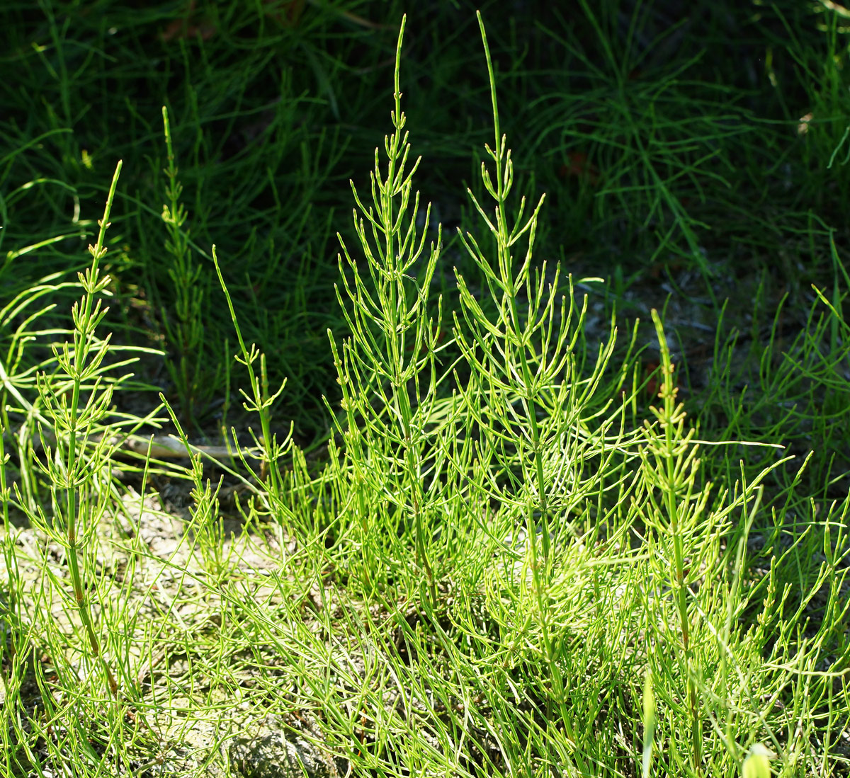 Изображение особи Equisetum arvense.