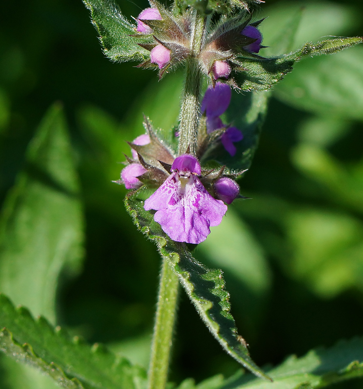 Image of Stachys palustris specimen.
