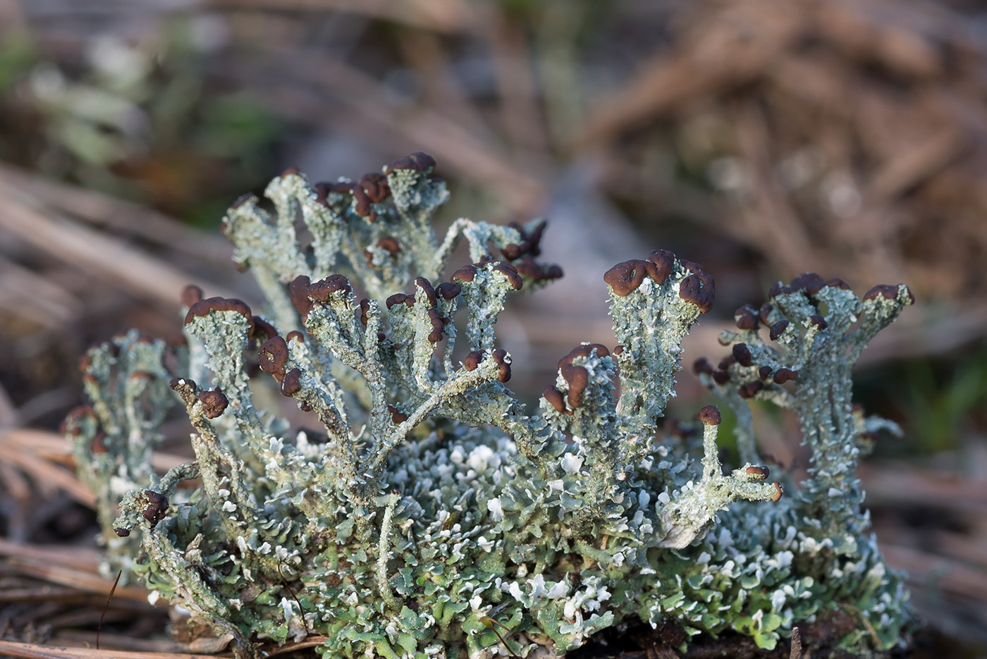 Изображение особи Cladonia cariosa.