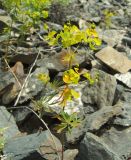 Euphorbia borealis