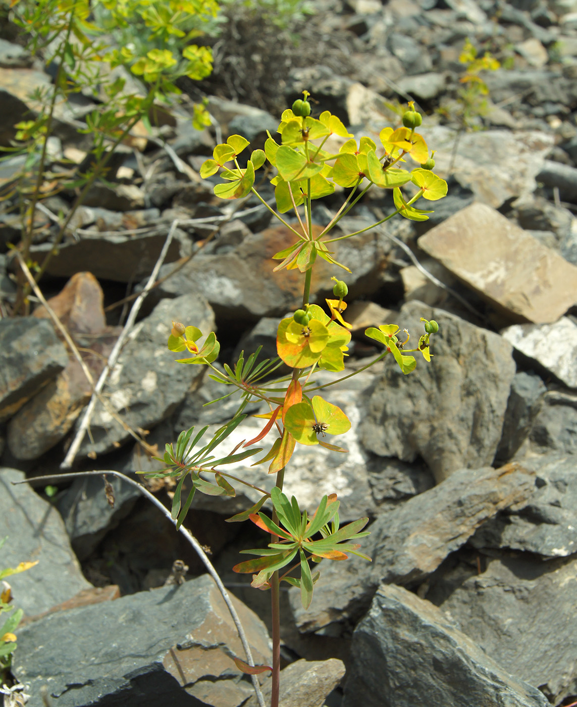 Изображение особи Euphorbia borealis.