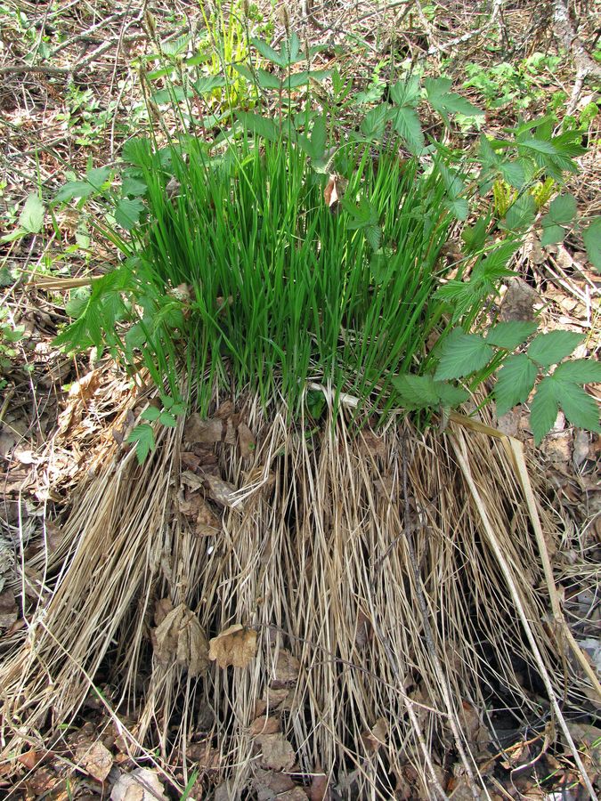 Изображение особи Carex cespitosa.