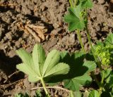 Alchemilla xanthochlora