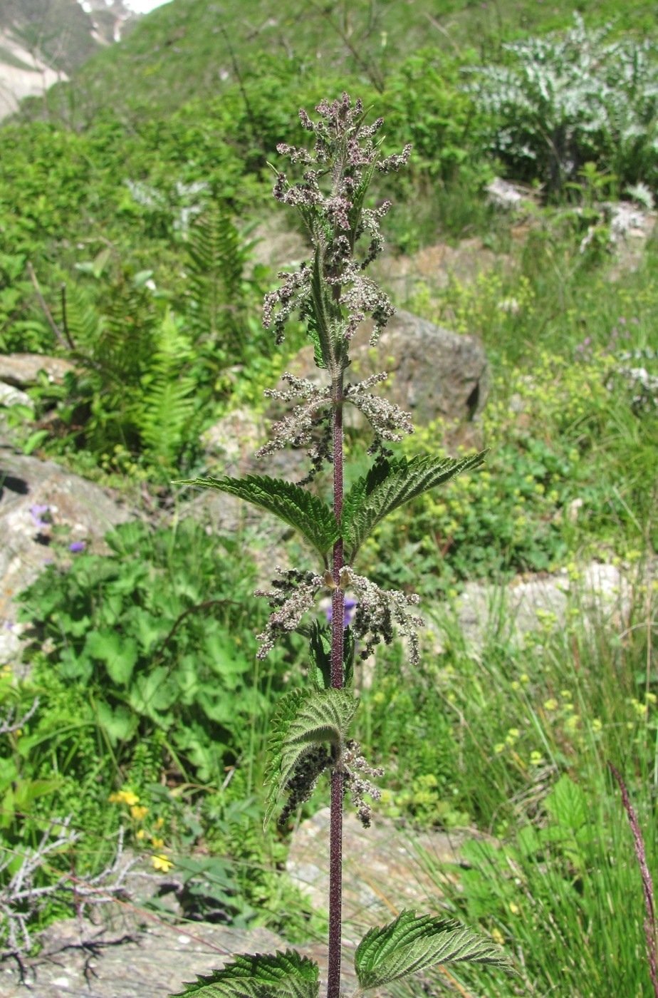 Image of Urtica dioica specimen.