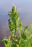 Serratula coronata. Верхушка вегетирующего растения. Пермский край, г. Пермь, Кировский р-н, пойменный луг. 15.07.2017.