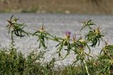 Centaurea calcitrapa. Верхушка цветущего растения. Греция, о-в Крит, ном Ханья (Νομός Χανίων), дим Платаньяс (Δήμος Πλατανιά), горный массив Лефка Ори (Λευκά Όρη), урочище Ксилоскало (Ξυλόσκαλο), ≈ 1200 м н.у.м., обочина автомобильной дороги. 28 июня 2017 г.