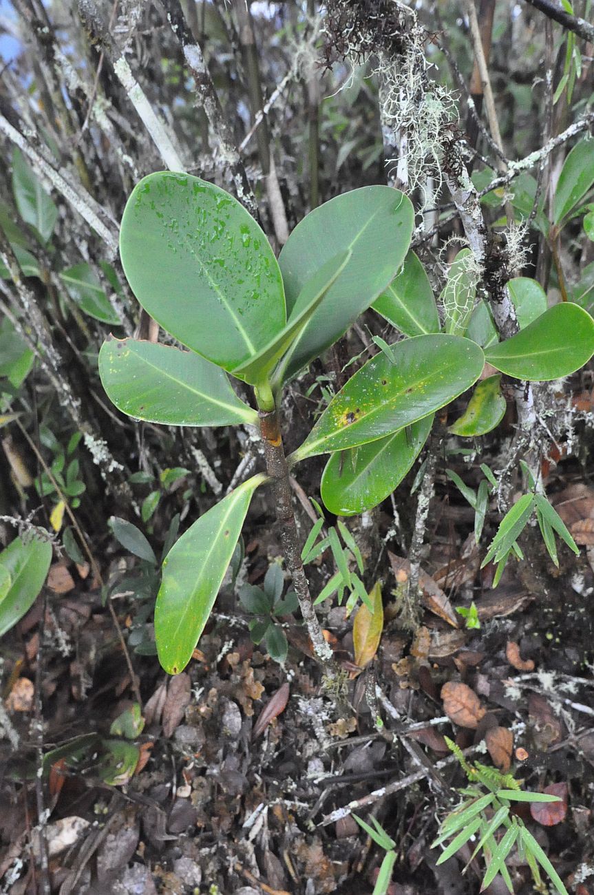 Image of class Magnoliopsida specimen.