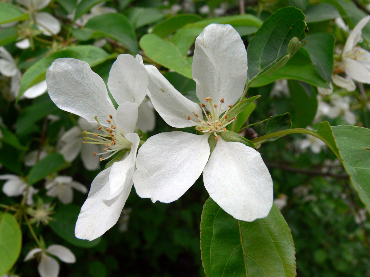 Изображение особи Malus baccata.