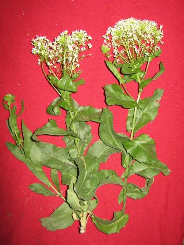 Image of Cardaria draba specimen.