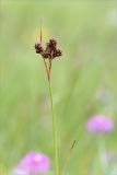 Luzula multiflora subspecies frigida. Верхушка побега с соплодием. Кольский п-ов, Кандалакшский берег Белого моря, влажный низкий берег ручья. 21.07.2017.