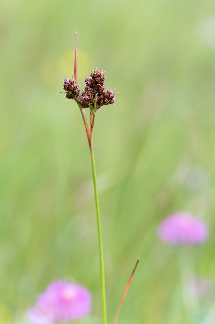 Image of Luzula multiflora ssp. frigida specimen.