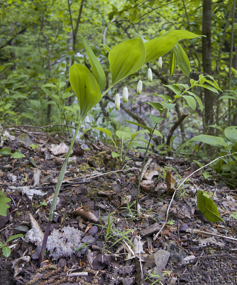 Изображение особи Polygonatum glaberrimum.