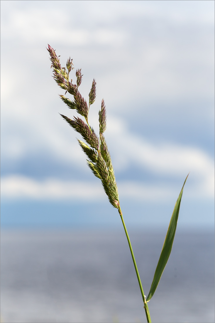 Image of Phalaroides arundinacea specimen.