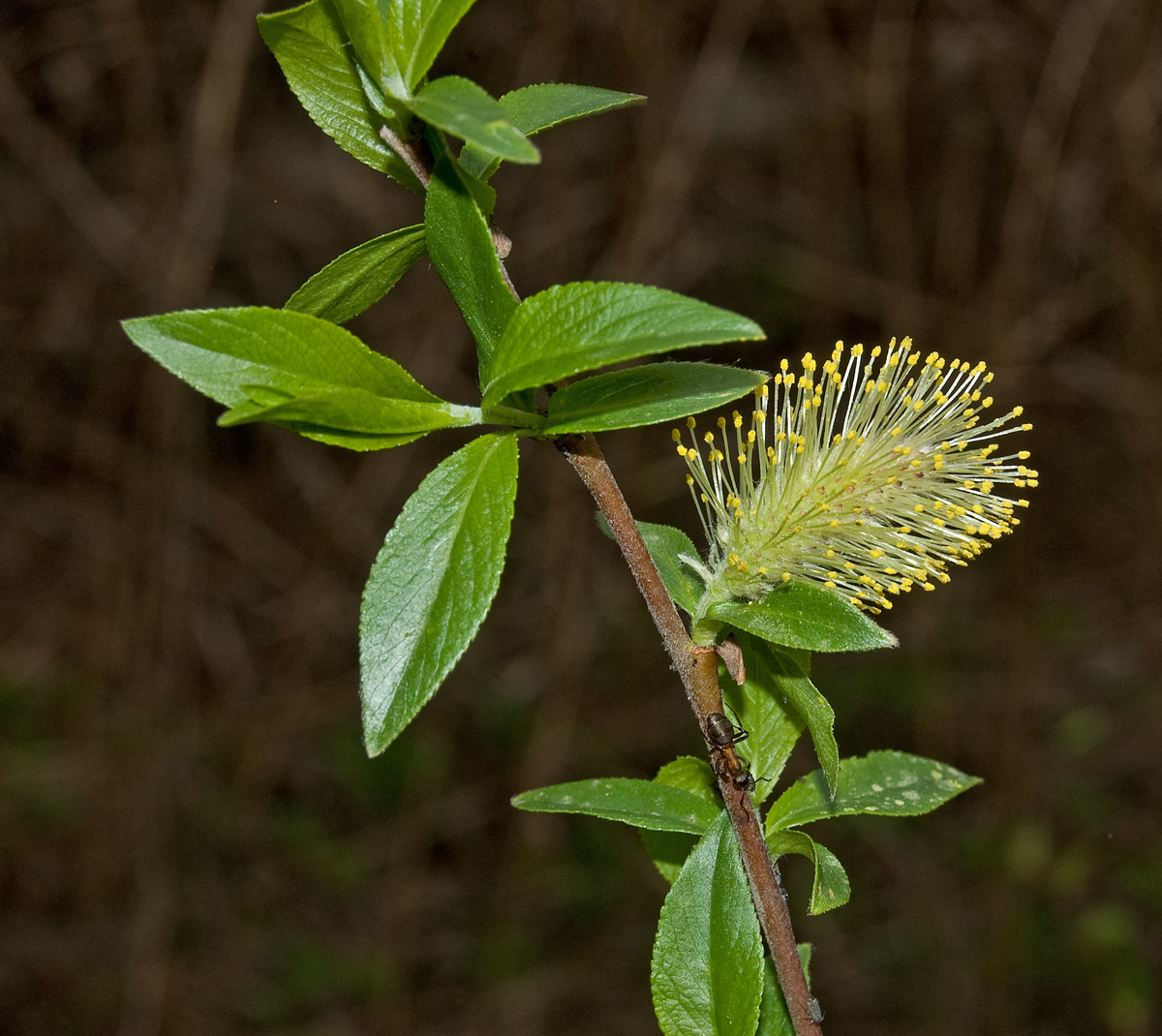 Изображение особи Salix myrsinifolia.