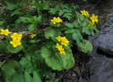 Caltha fistulosa