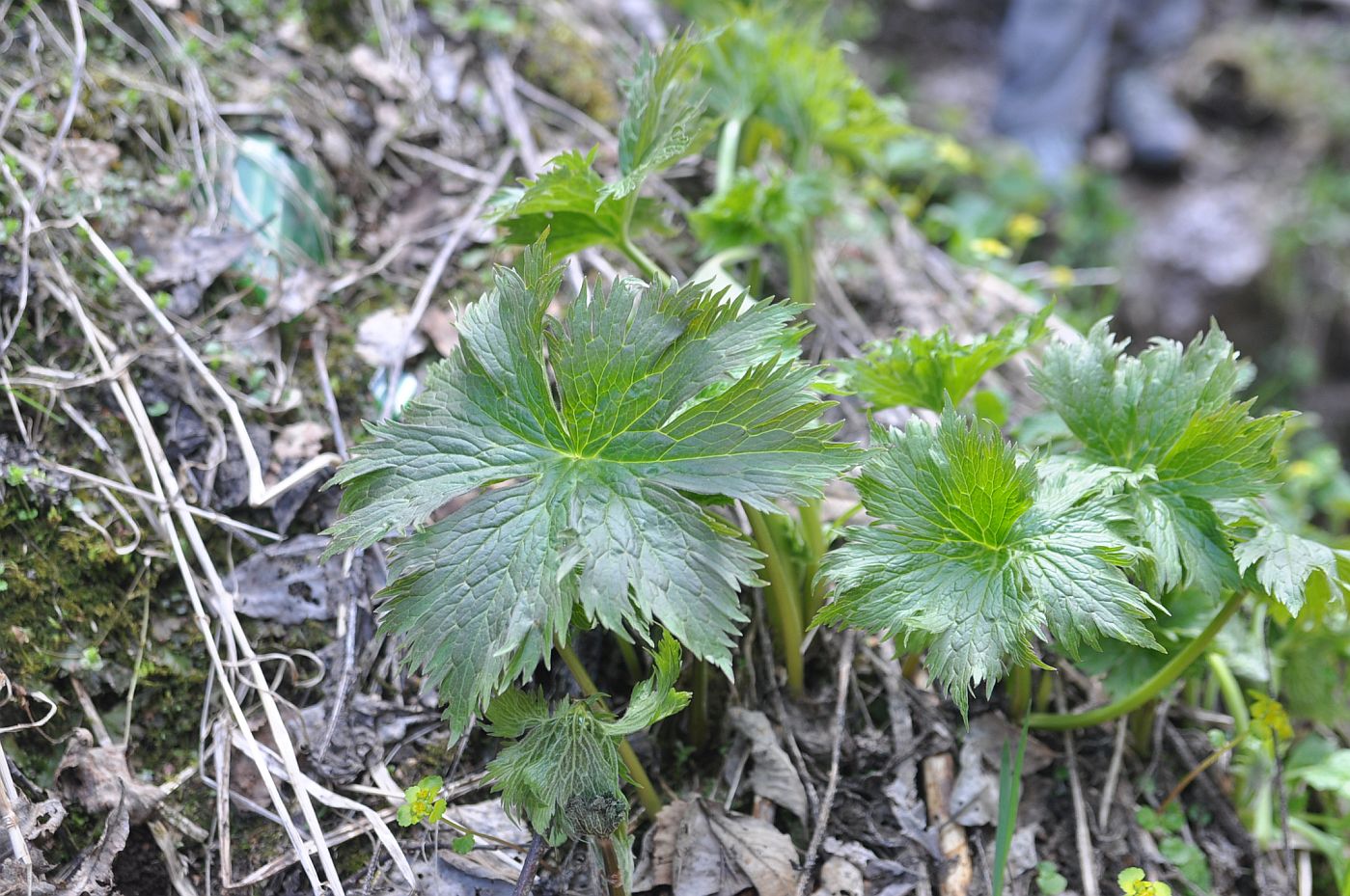 Изображение особи семейство Ranunculaceae.