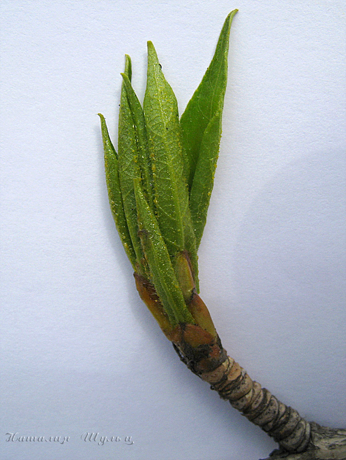 Изображение особи Populus balsamifera.