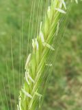 Hordeum bulbosum