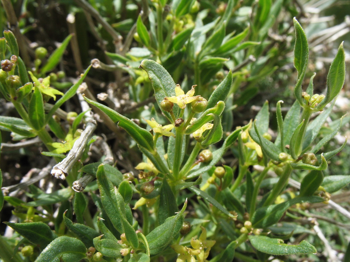 Image of Rubia regelii specimen.