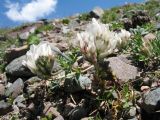 Astragalus sarbasnensis. Цветущее растение. Кыргызстан, Чуйская обл., Панфиловский р-н, вост. часть Таласского Алатау, пер. Алабель, 3175 м н.у.м., альпийская зона. 20 июля 2018 г.