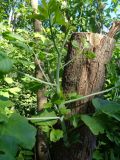 Acer negundo