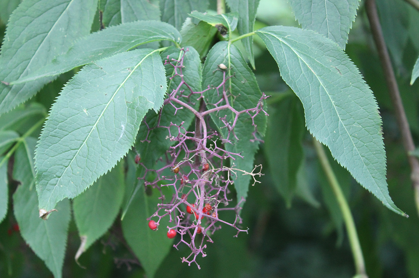 Изображение особи Sambucus pubens.