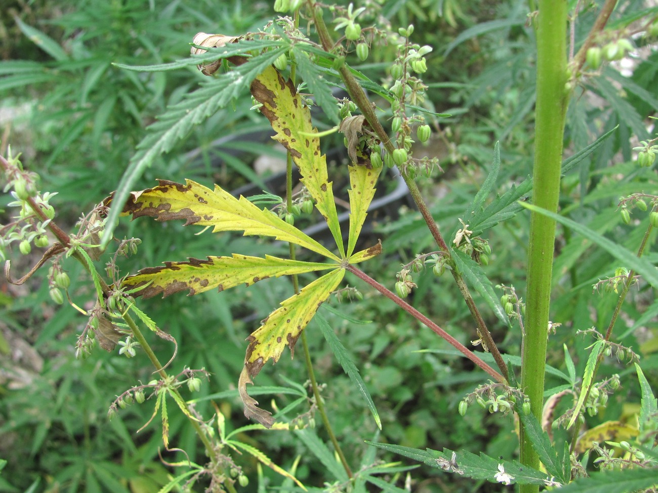 Image of Cannabis sativa var. spontanea specimen.