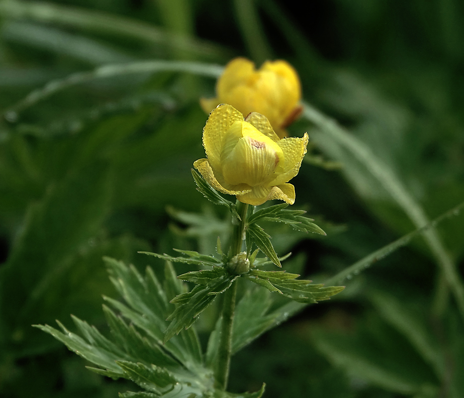 Изображение особи Trollius europaeus.