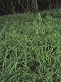 Brachypodium pinnatum