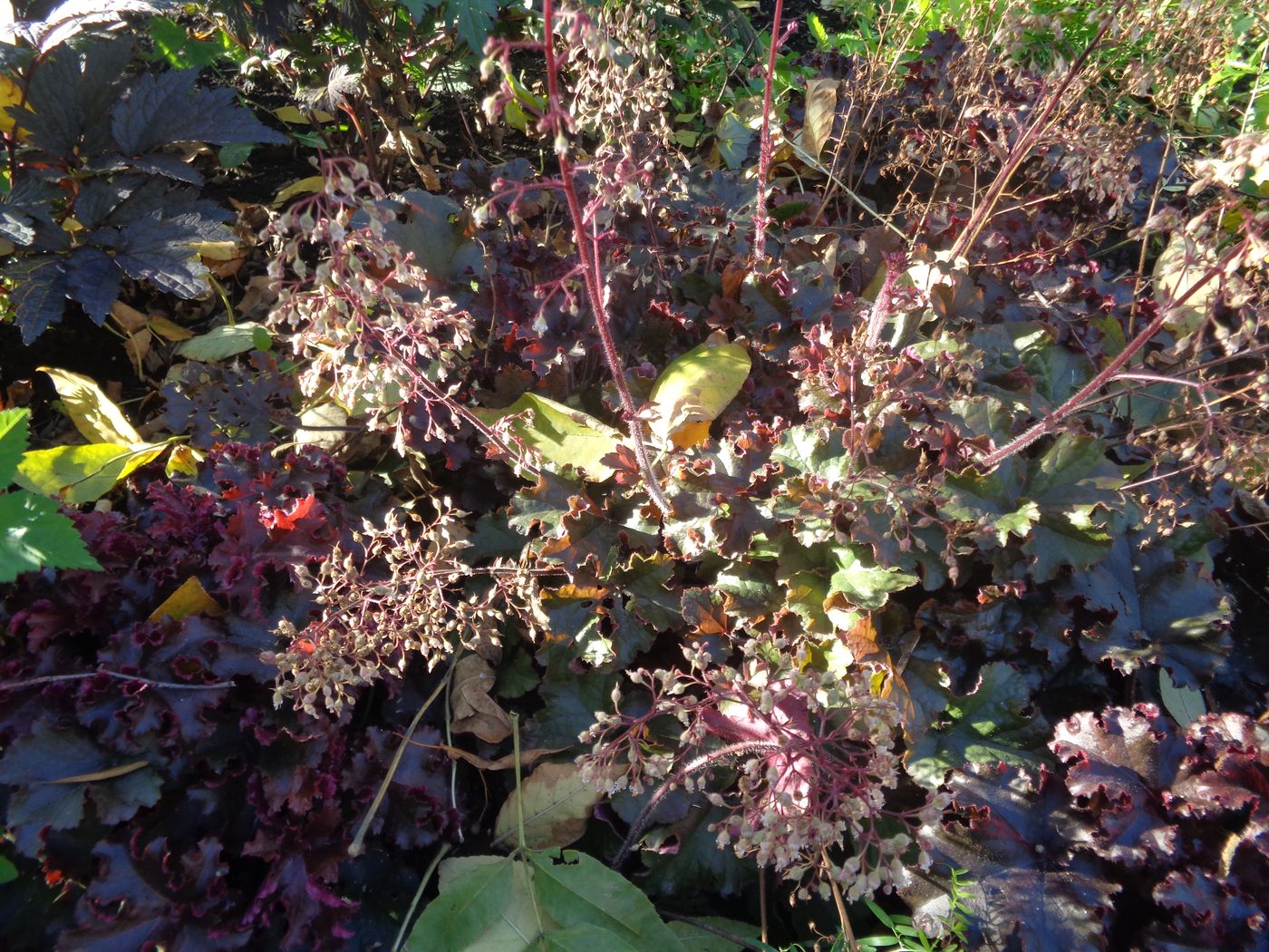 Image of Heuchera &times; hybrida specimen.