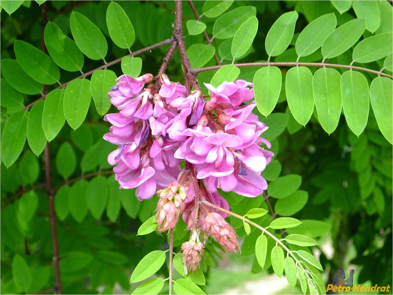 Image of Robinia &times; longiloba specimen.