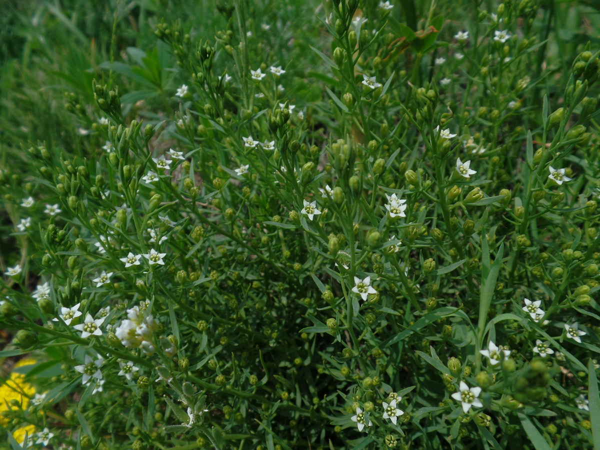 Image of genus Thesium specimen.