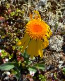 Tephroseris pseudoaurantiaca. Соцветие-корзинка. Чукотка, Билибинский р-н, окр. г. Билибино, сопка \"Орбита\", щебнистый частично задернованный водораздельный участок. 07.07.2018.