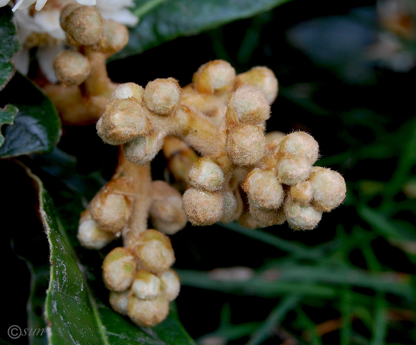 Image of Eriobotrya japonica specimen.