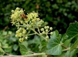 Hedera helix