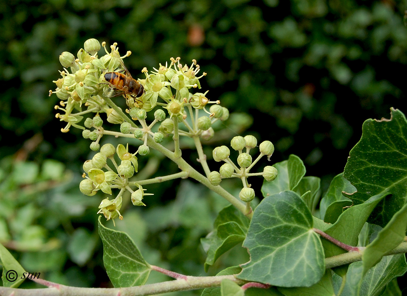 Изображение особи Hedera helix.