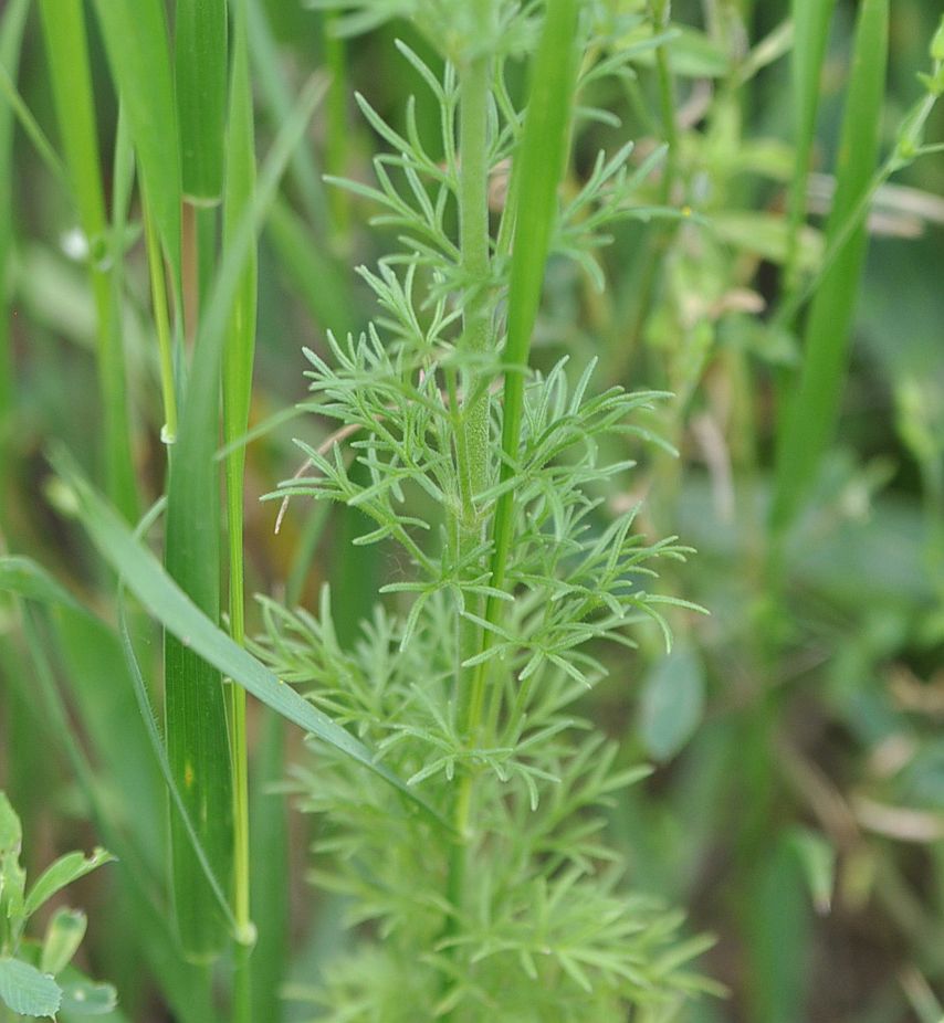 Image of Delphinium hispanicum specimen.