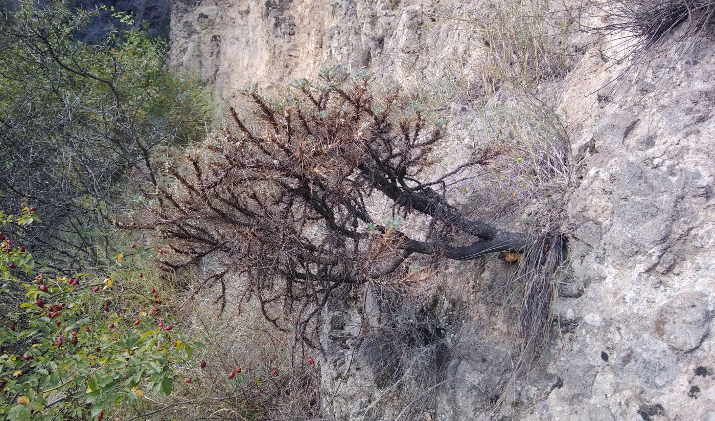 Image of genus Astracantha specimen.