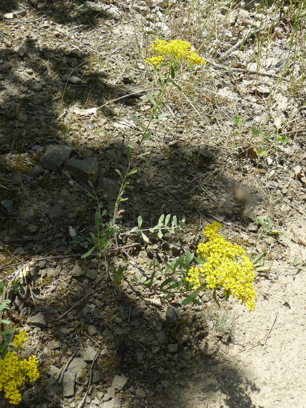 Image of Odontarrhena muralis specimen.